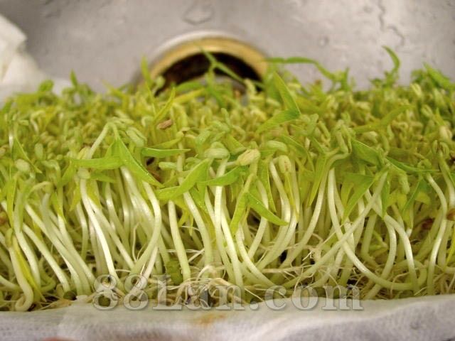 兰州沃特莱斯生物科技有限公司 功能介绍 【产品名称】绿豆芽提取物