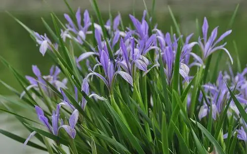 中国省花分享~内蒙/宁夏省花:马兰花