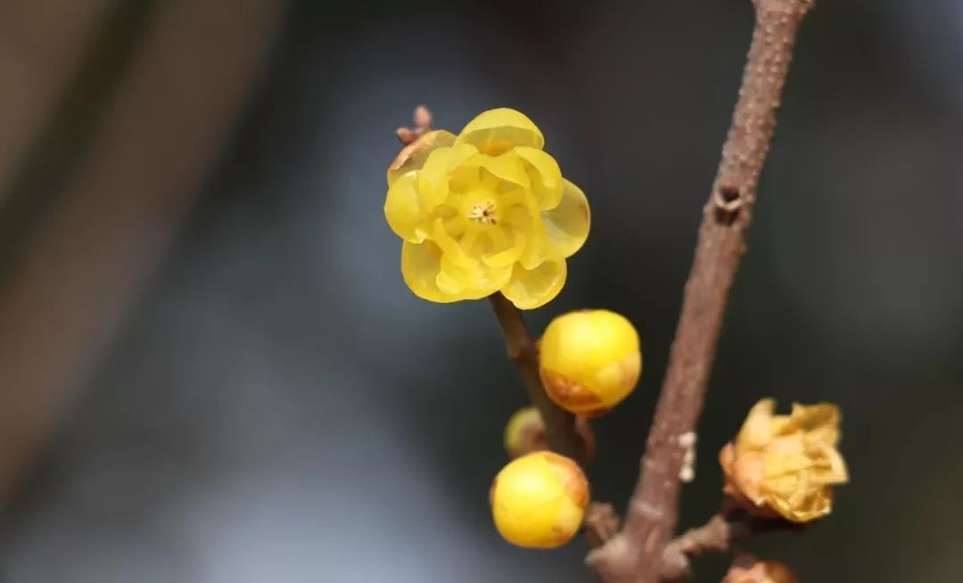 蠟梅是河南省的省花,也是鄢陵的市花.鄢陵市中國臘梅文化之鄉.