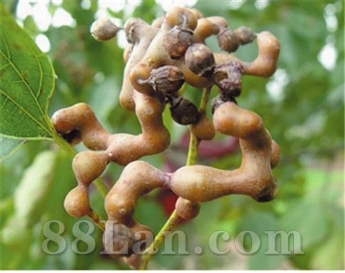 枳椇子提取物枳椇子粉厂家直供